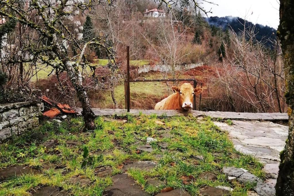 Sweet Home Neraïdochóri Kültér fotó